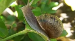 Kako se riješiti puževa u vrtu iu zemlji